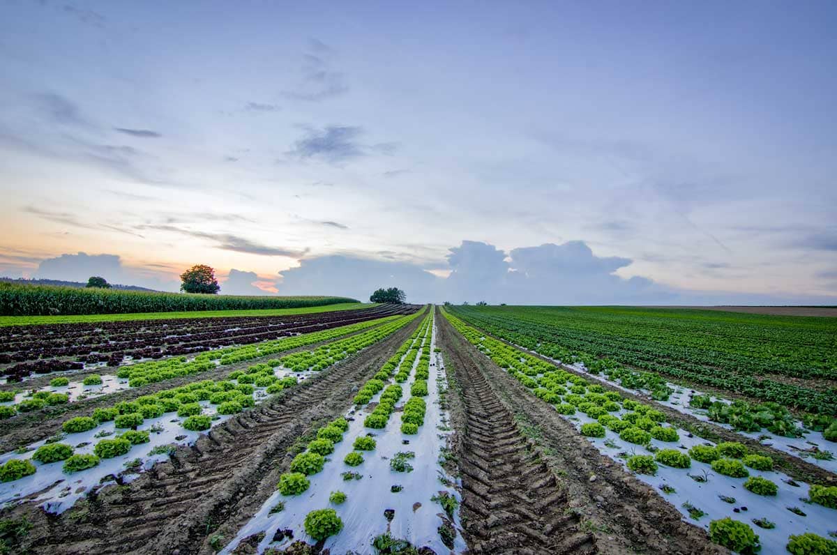 farmer not getting fertilizer 1