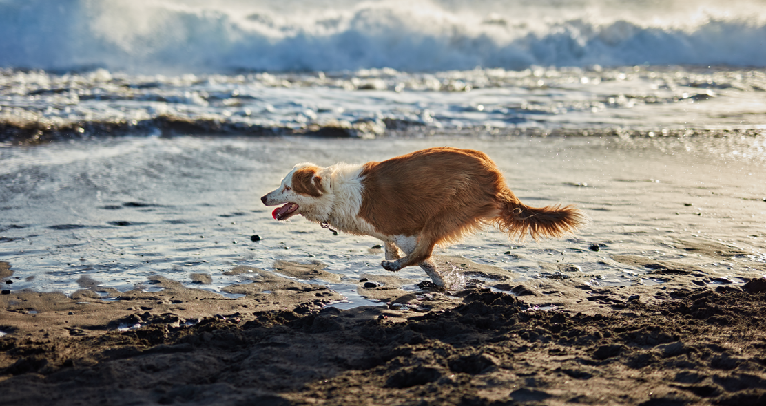 Hundeurlaub in Sankt Peter-Ording