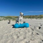 Paraffin am Strand von St. Peter-Ording – Tourismus-Zentrale warnt 2024